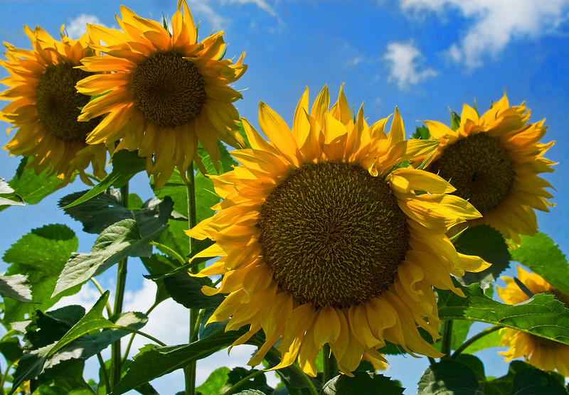 Big sunflowers on a sunny day against a blue sky